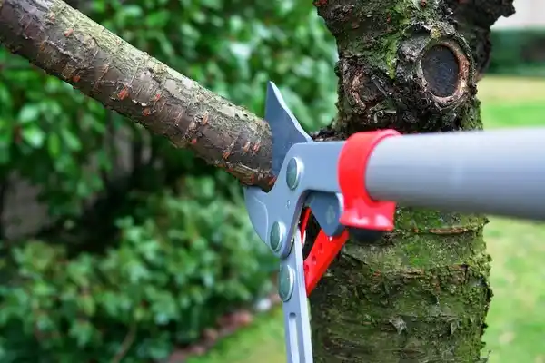 tree services Warden